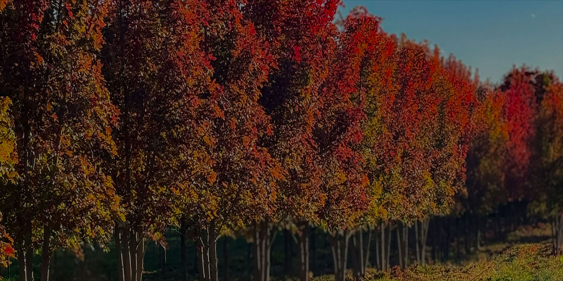 Mature Trees. Custom Landscapes. Built to Last.