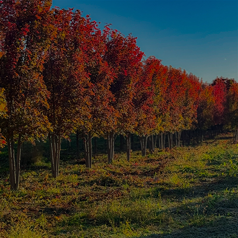 Shade Trees