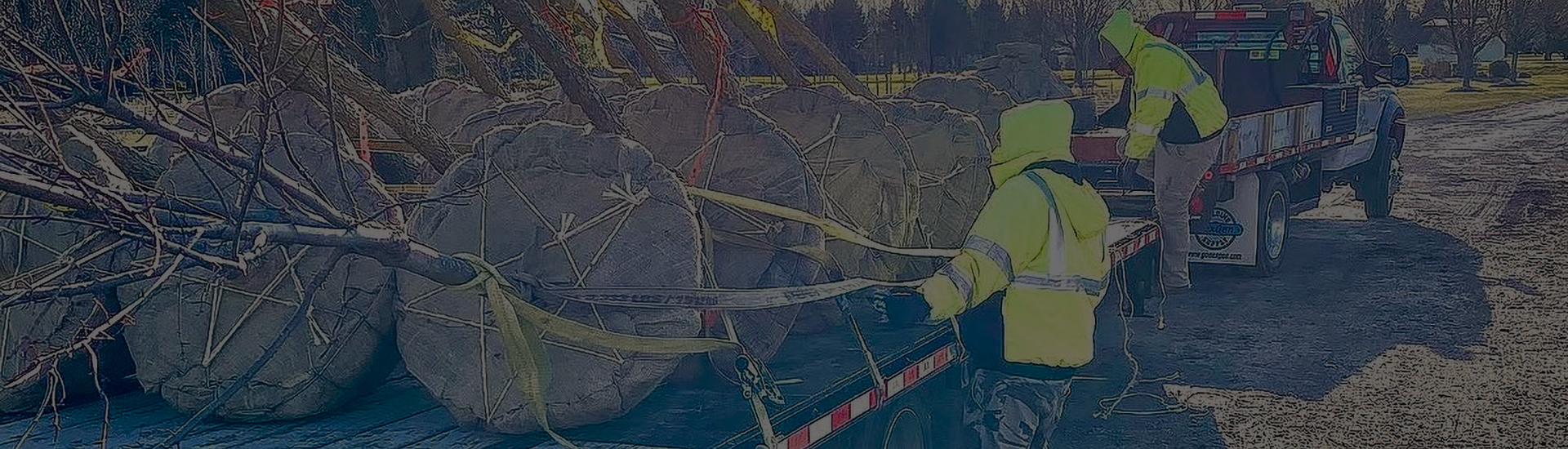 Large Tree Installation