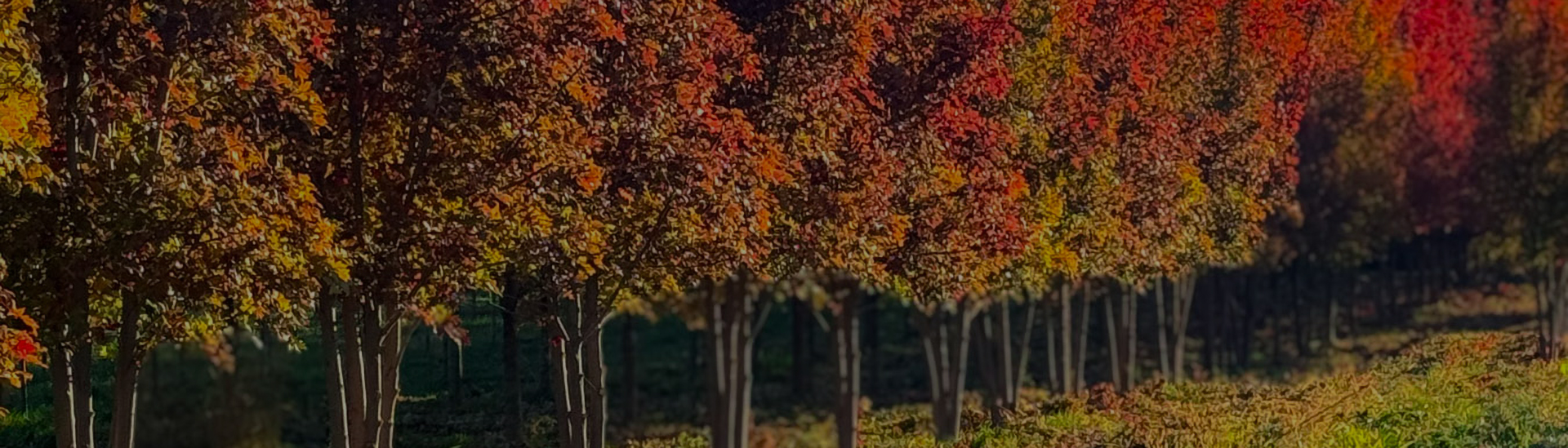 Maple Trees & Shade Trees