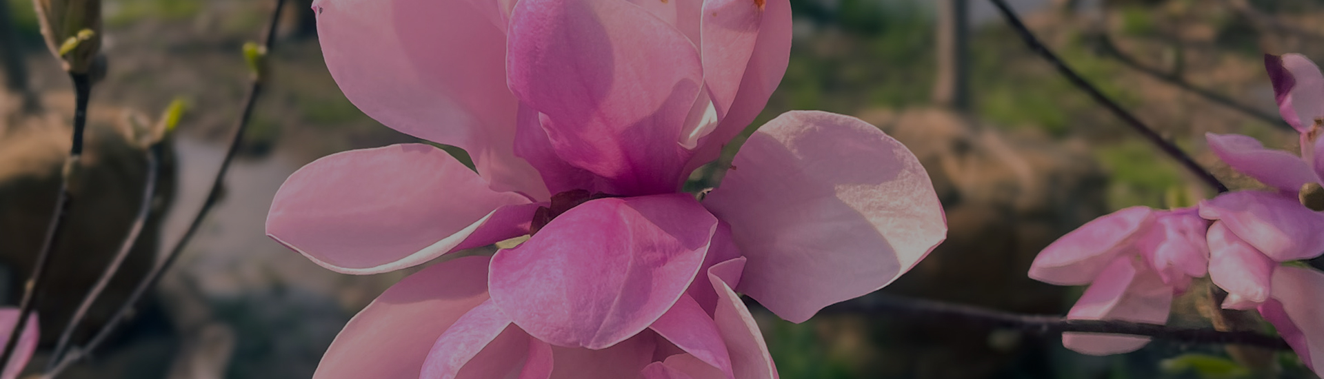 Ornamental & Specimen Trees