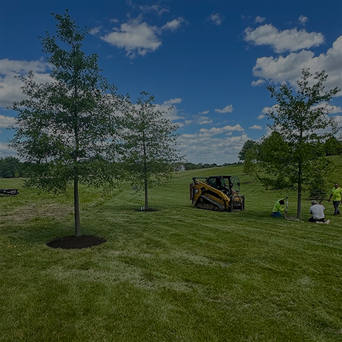 Tree Installation