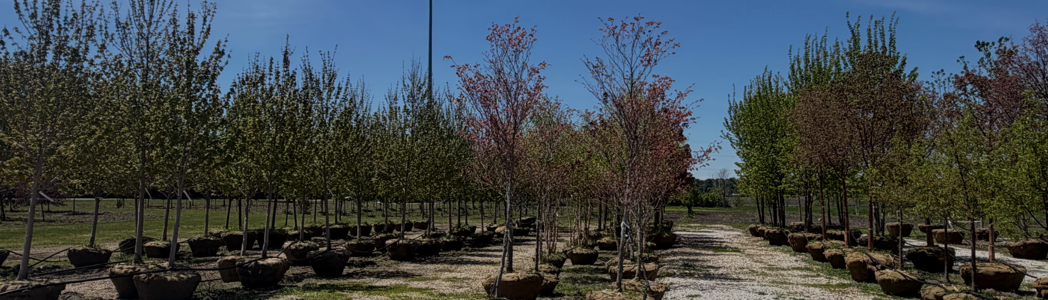 Nursery