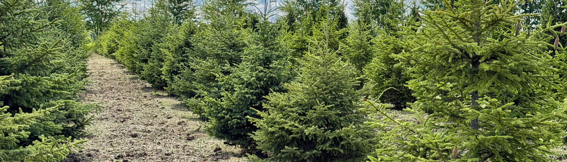 Evergreen Trees