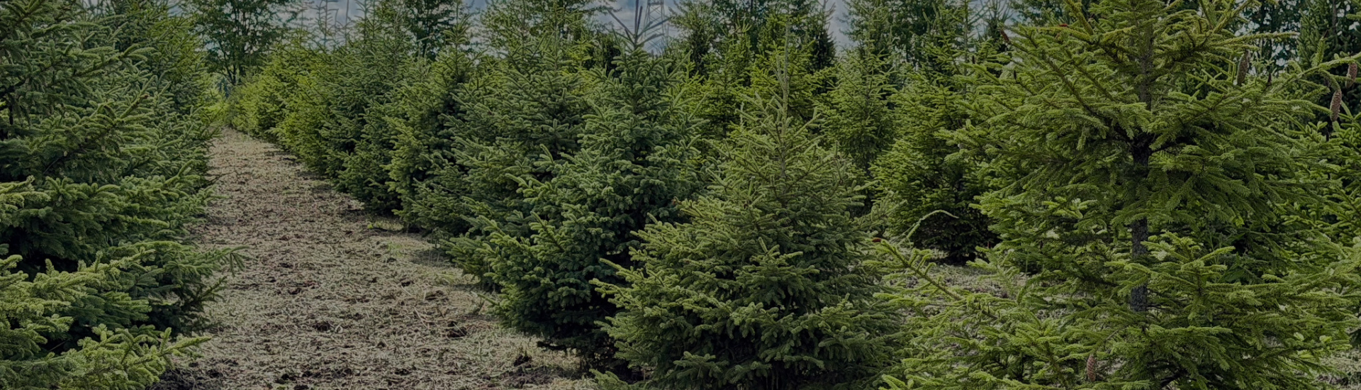 Evergreen Trees