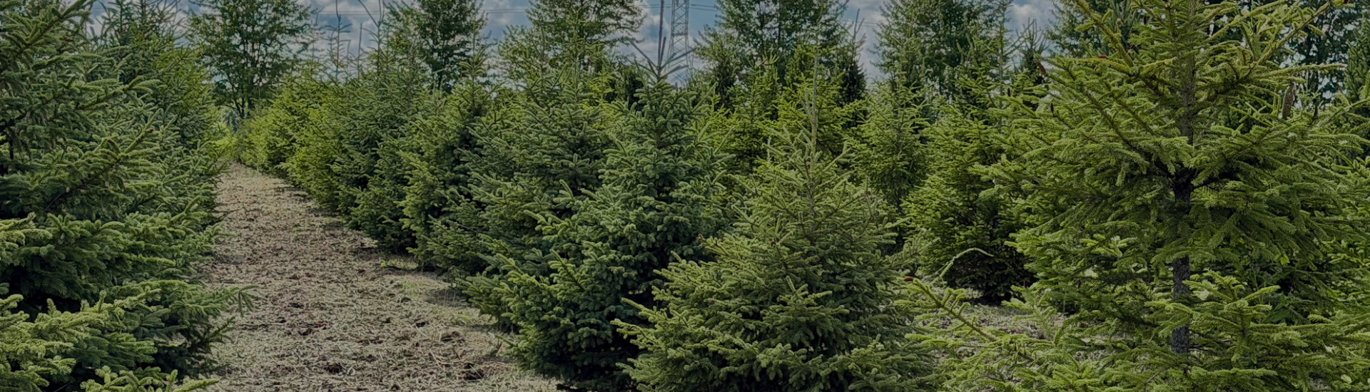 Evergreen Trees