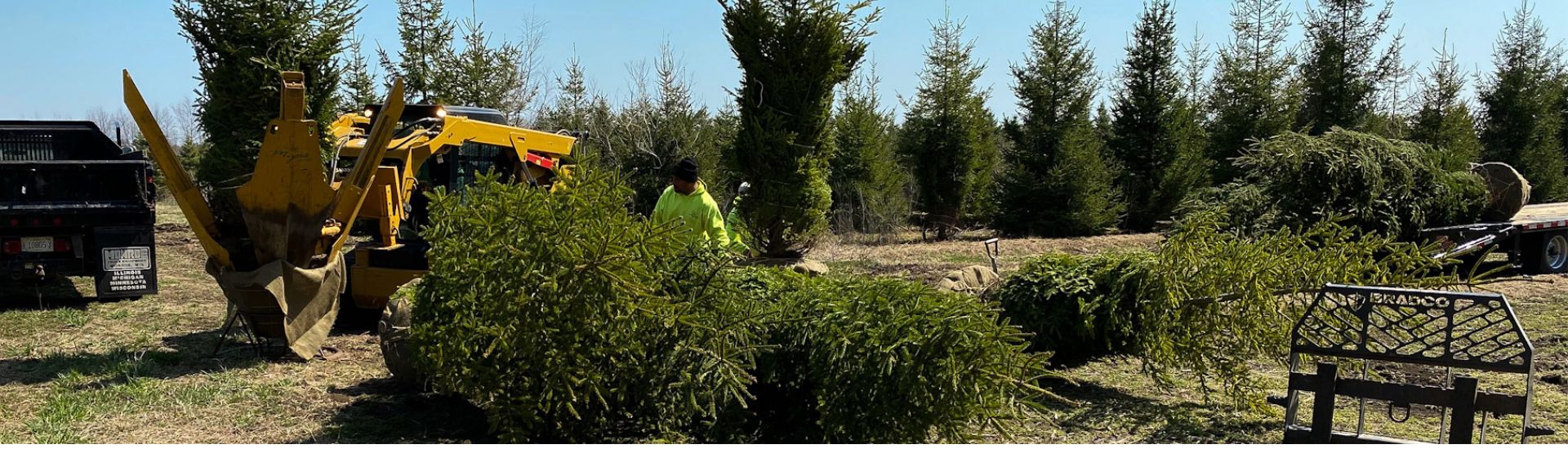 Tree Services