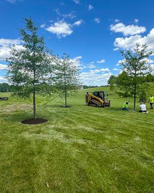 Tree Installation