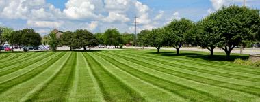 Commercial Landscape Maintenance