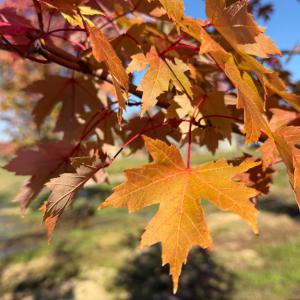 Maple Trees