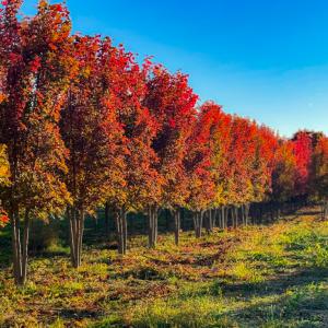Large Shade Trees