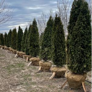 Evergreen Privacy Trees