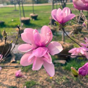 Ornamental Trees
