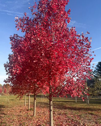 Maple Tree Gallery