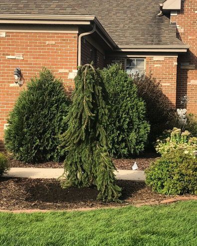 Weeping Norway Spruce
