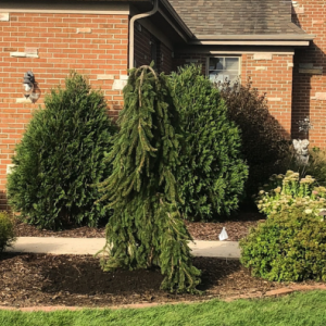 Weeping Norway Spruce