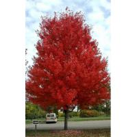 Autumn Blaze (Acer freemanii)