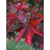 Crimson Sunset (Acer truncatum)