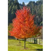 October Glory (Acer rubrum)