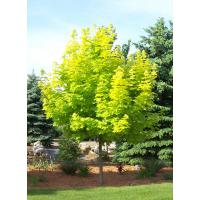 Princeton Gold Maple (Acer platanoides)