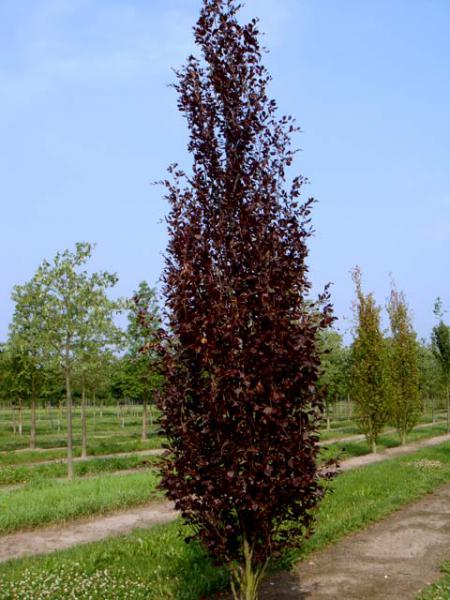 Purple River Beech Fagus Sylvatica “riversli” Shade Trees Myers
