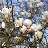 Magnolia - Leonard Messel