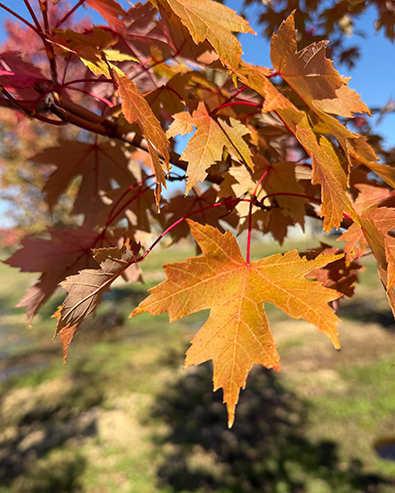 Maple & Shade Trees