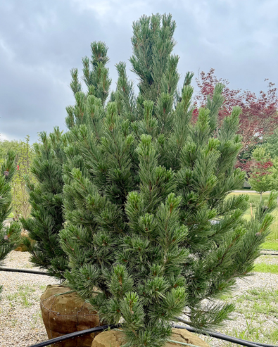 Evergreen Trees
