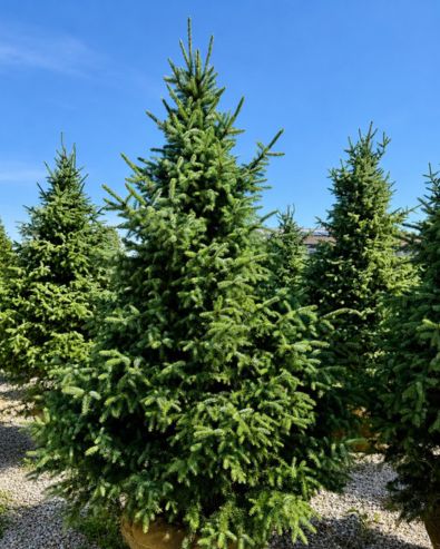 Evergreen Trees