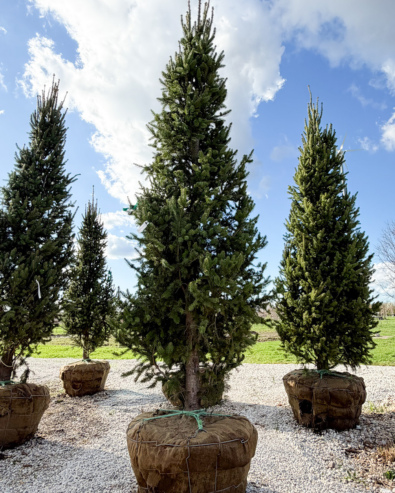 Cupressina Norway Spruce 9' tall