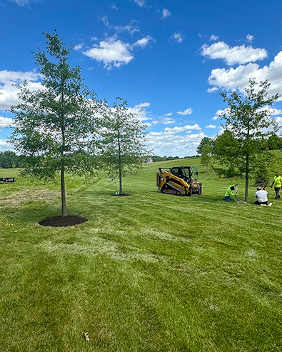 Tree Installation
