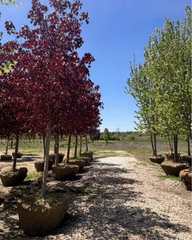 row of nursery stock crimson maples