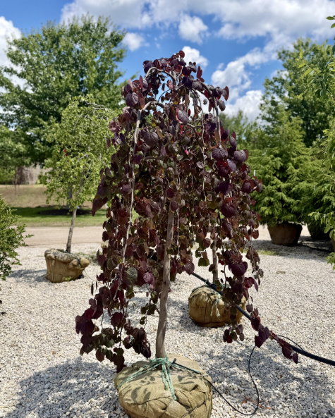 Ornamental & Specimen Trees