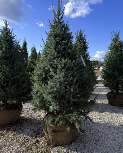 Privacy Trees in Naperville, IL