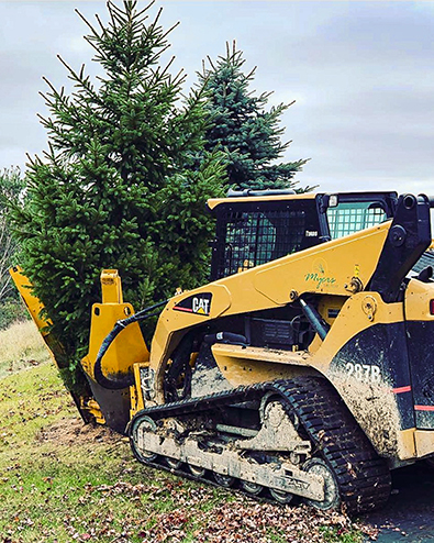 Tree Relocation