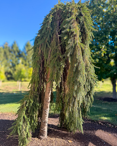 Ornamental & Specimen Trees